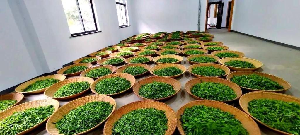 猴魁茶叶哪里的产地最好缩略图