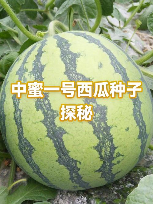 西瓜的形态特征