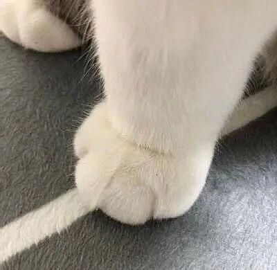 猫爪小表情