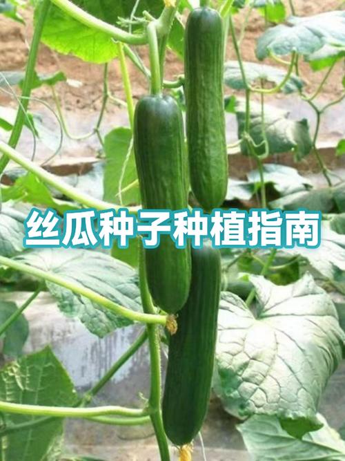 丝瓜怎么管理才能结瓜多游戏截图