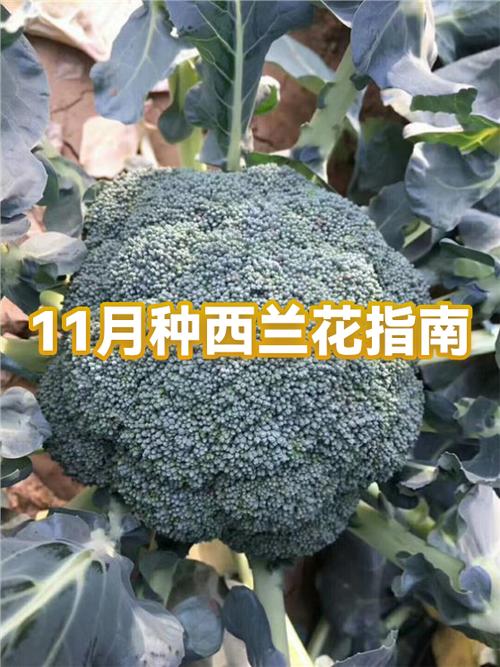西兰花品种有哪些缩略图