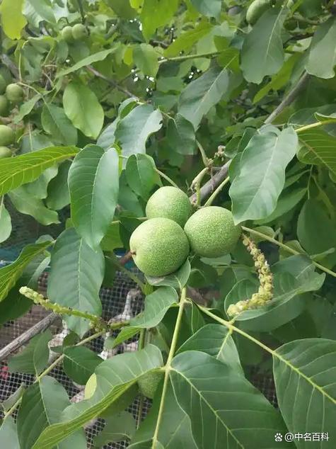 6月份修剪核桃树最佳时间缩略图