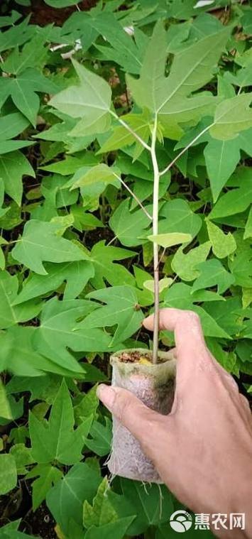 木瓜苗的品种有哪些游戏截图