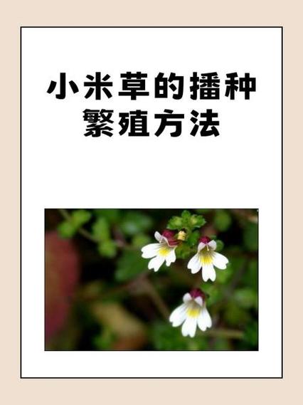 小米种植方法全过程缩略图