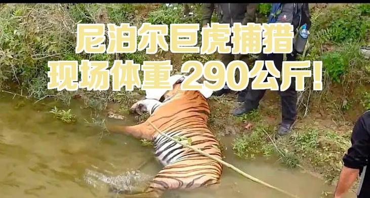 捕获算不算狩猎成功游戏截图