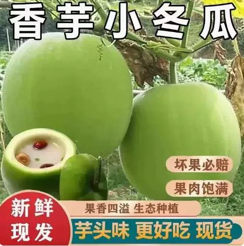香芋小冬瓜图标