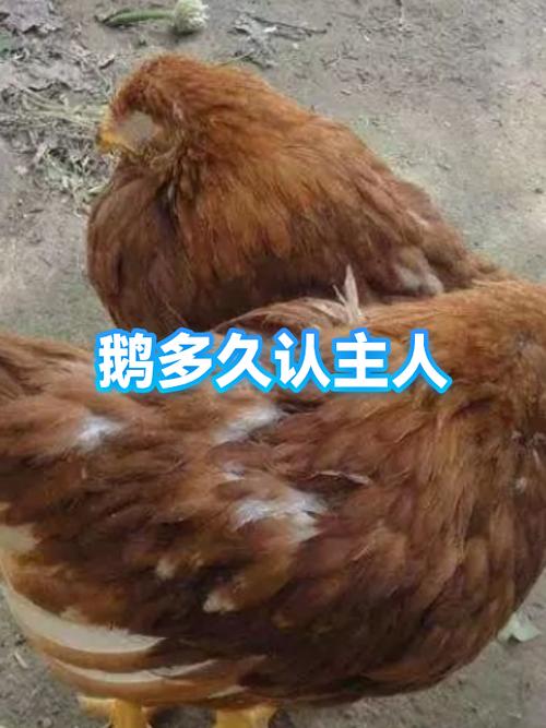 鹅养久了会认主人吗图标