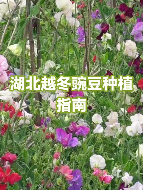 越冬豌豆的种植方法和时间图标