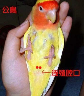 怎么知道鹦鹉怀孕了图标