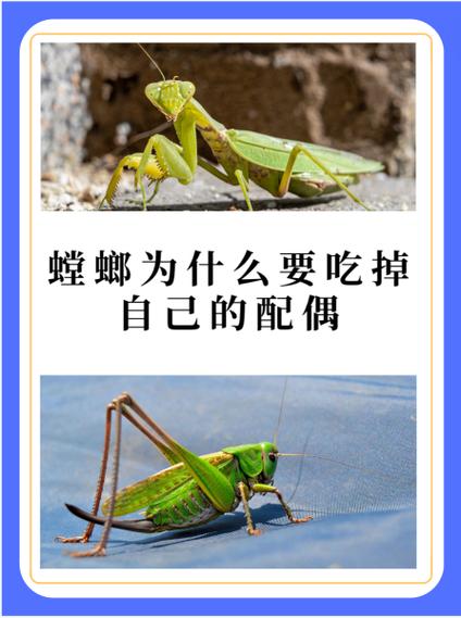 螳螂暗示什么男女关系缩略图