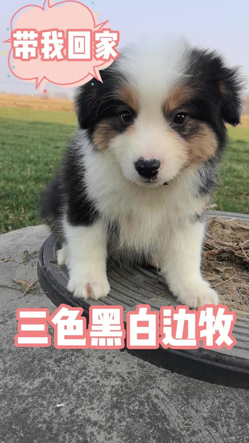 三色边牧最贵三个颜色缩略图