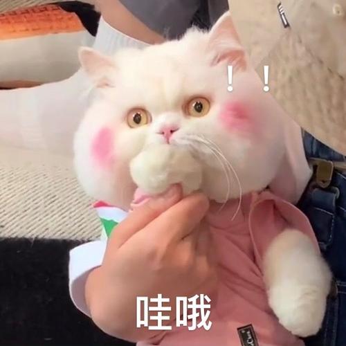 球球是只猫表情包抖音图标