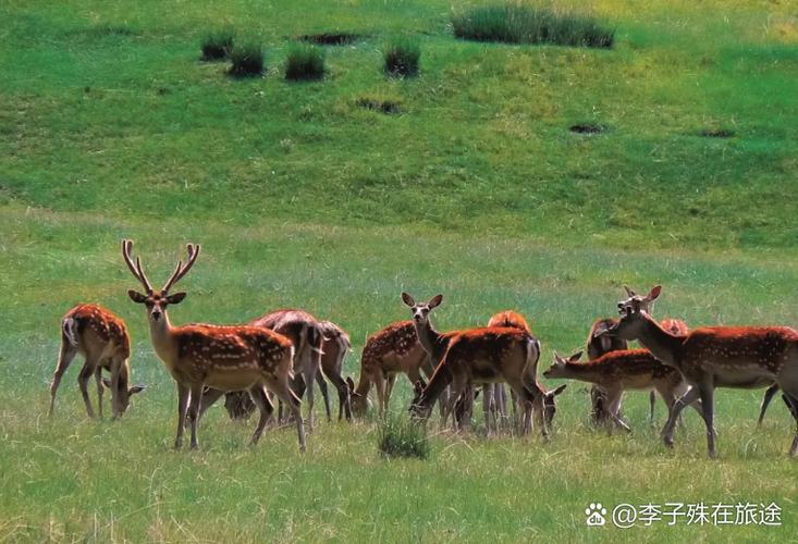 中国可以养鹿吗图标