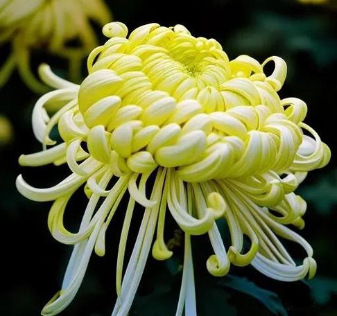 菊花好像什么,好像什么缩略图