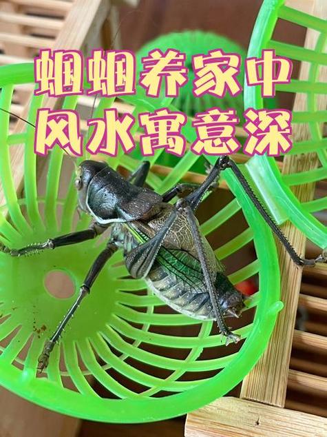 家里有蝈蝈预示着什么游戏截图