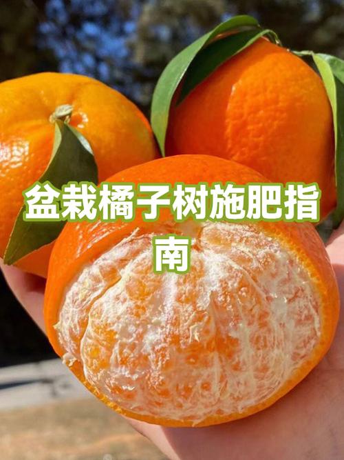 盆栽橘子树的养殖方法和注意事项缩略图