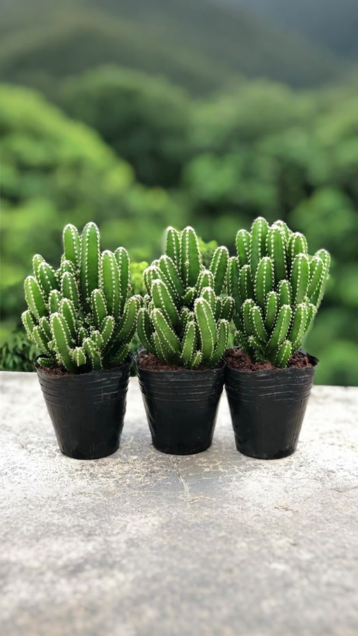 室内什么植物最好养活又好看缩略图