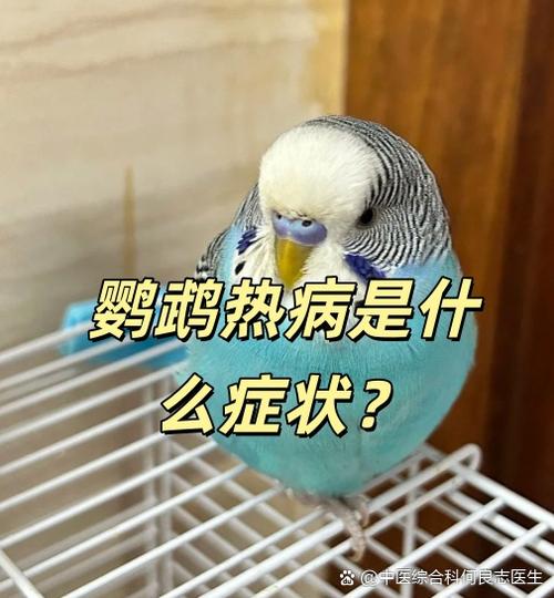 鹦鹉发抖的五大征兆