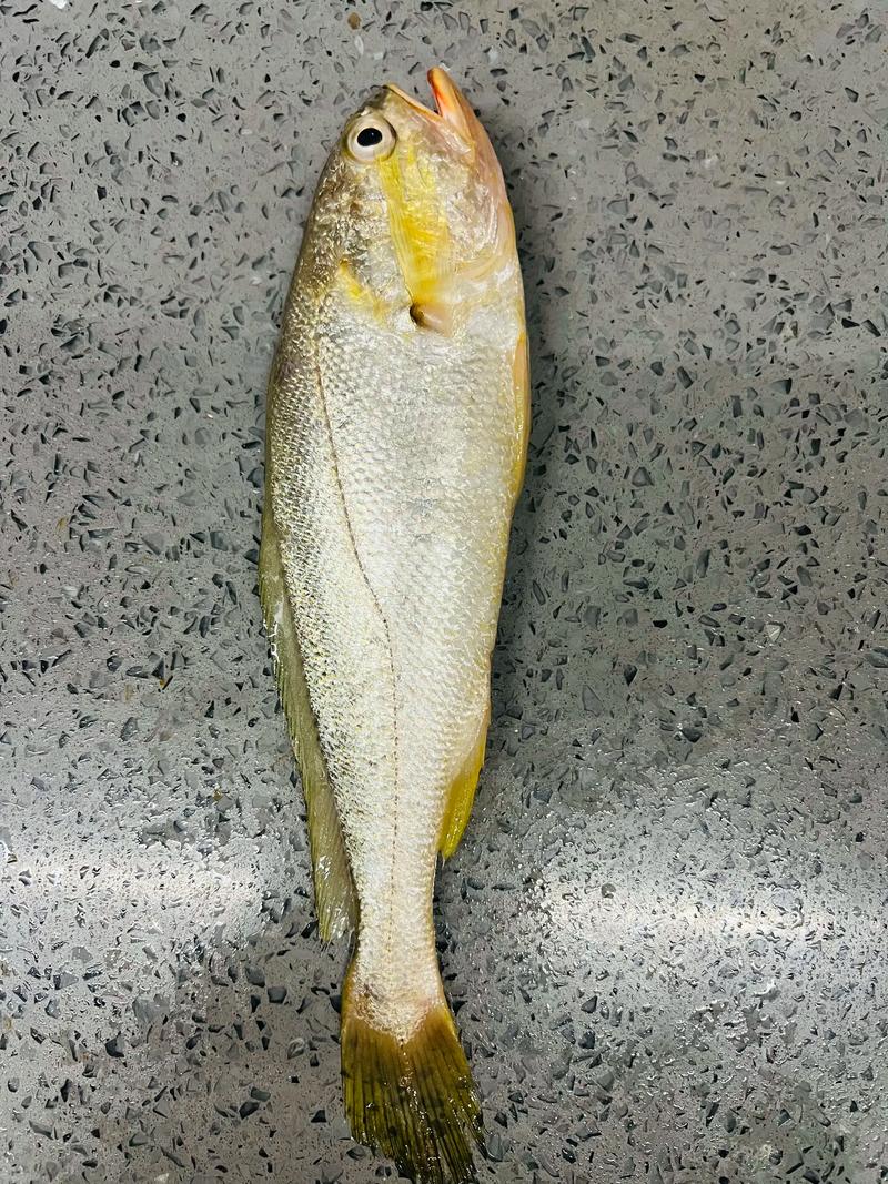 坏种by黄花鱼图标