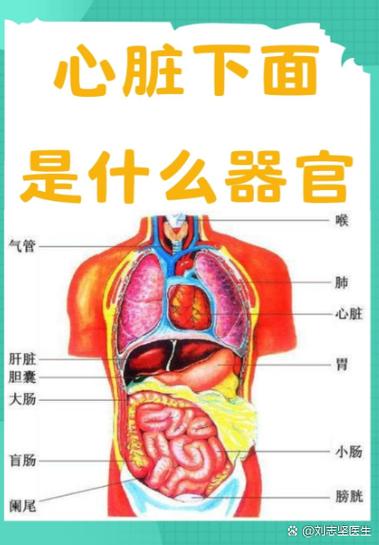 胸下面的中间位置是什么部位缩略图