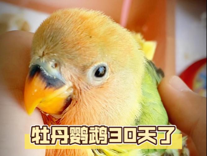 1一8个月牡丹鹦鹉图片图标