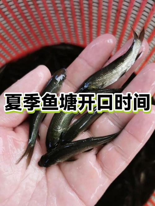 12月份钓沙尖鱼最佳时间是几点游戏截图