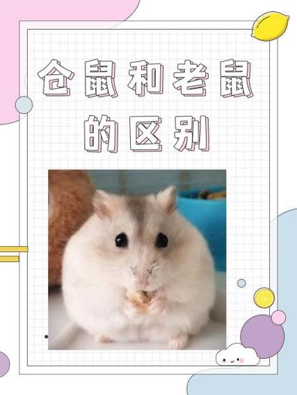 如果把仓鼠和老鼠放在一起会怎么样图标