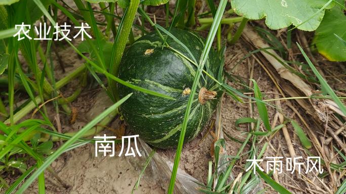 南瓜怎样管理结瓜多缩略图
