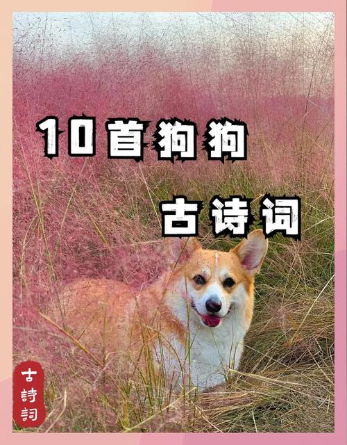 柴门闻犬吠暗示啥意思图标