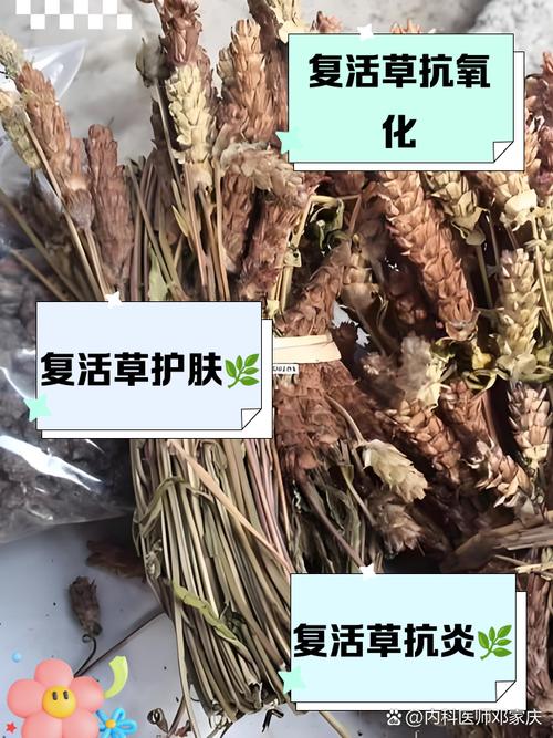 复活草的功效与作用对皮肤的作用缩略图
