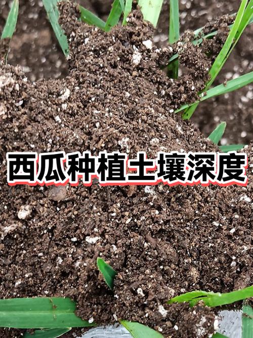 西瓜的种植技术和管理方法缩略图