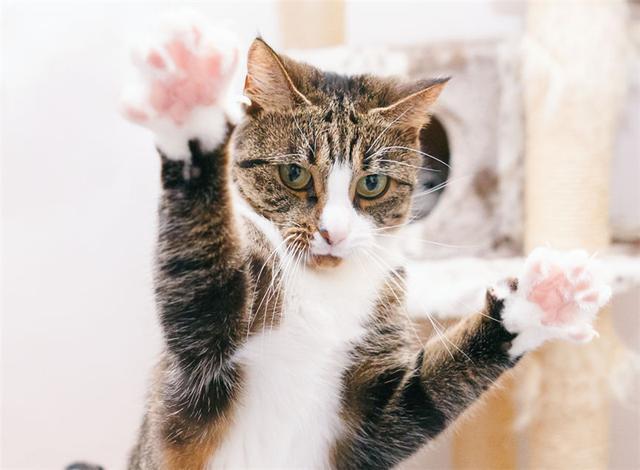 小猫张牙舞爪表情包图标
