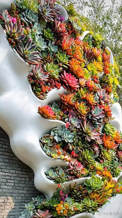 多肉植物图片大全大图缩略图