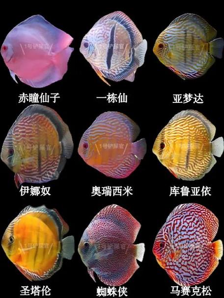 七彩神仙鱼有哪些品种游戏截图