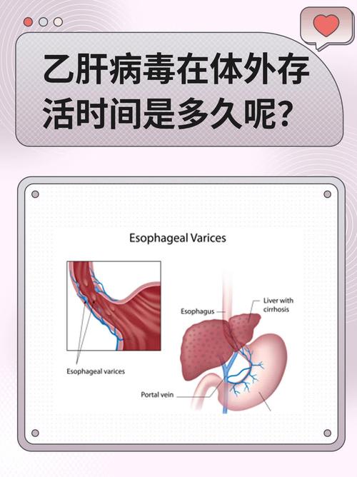 乙肝病毒离体干燥存活时间图标