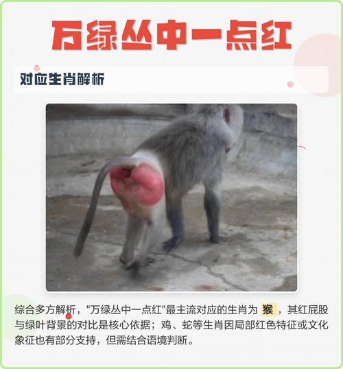 十二生肖中红屁股代表哪个图标