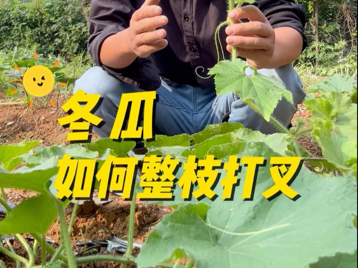 满地爬小冬瓜种植技术缩略图