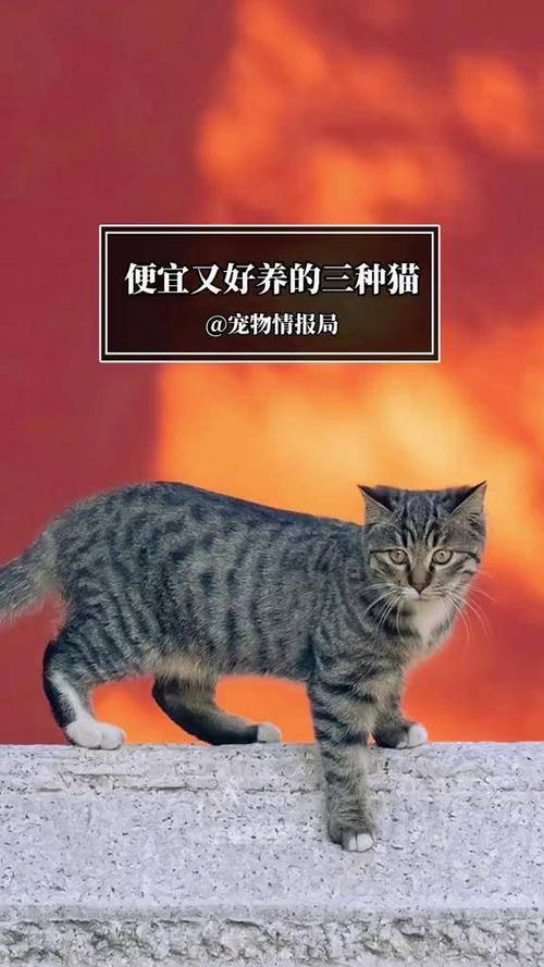 养什么猫好养又干净图标
