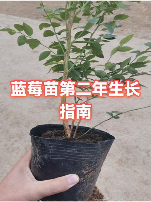 蓝莓树能长多高多大游戏截图