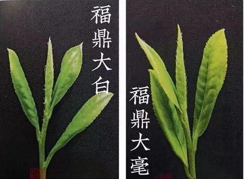 福鼎白茶的功效与作用缩略图
