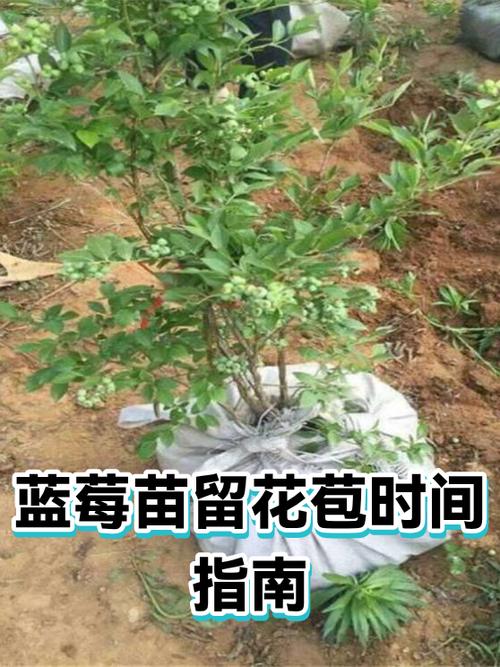 蓝莓花苞由红转绿了还有多久能打开