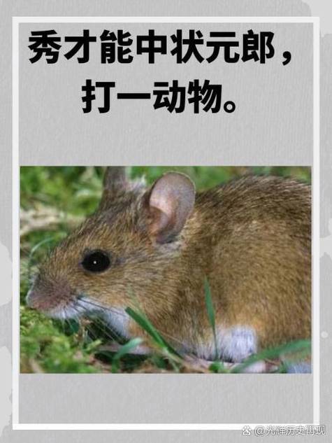 一无所有打一个正确动物游戏截图