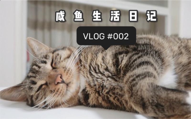 猫咪vlog脚本模板游戏截图