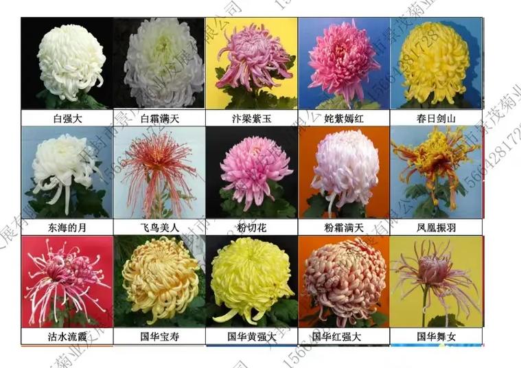 菊花有哪些品种缩略图
