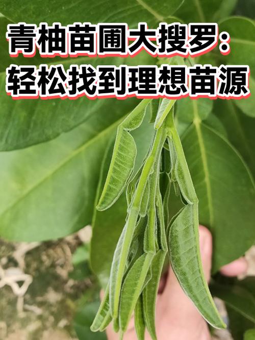 台湾青柚一亩种几株游戏截图