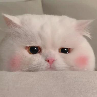 球球是只猫头像图标