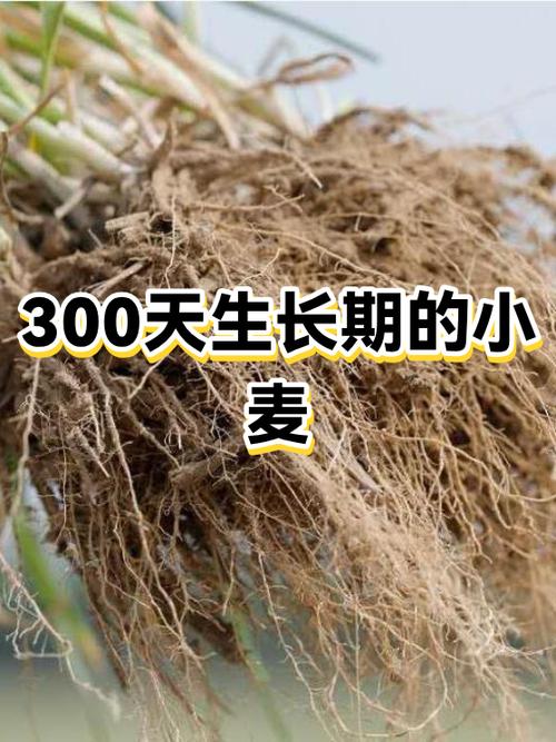 小麦的生长期为多少天缩略图