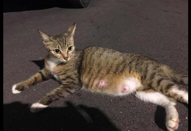 壬氏猫猫怀孕最后生下孩子了吗游戏截图
