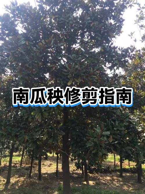 南瓜秧怎么管理才能多结南瓜缩略图