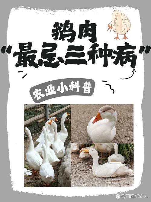 桌面大鹅下载教程图标